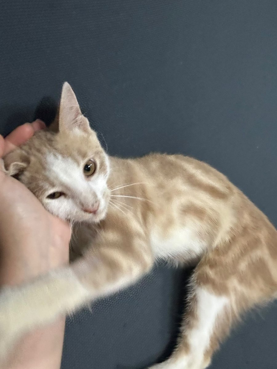 patigangs's tweet photo. 3 bacakli engelli kedimiz Üç'ün gecici yuvada son 4-5 gunu kaldi
sokaga donmesi imkansiz hayatta kalma sansi yok
istanbulda yuva ariyorum 0536 070 4035
6 aylik erkek, kisirlastirmasini ben karsilayacagim
takip ve kedi filesi sartim var. tekrar basina bir sey gelsin istemiyorum https://t.co/z5c5mXTpBa