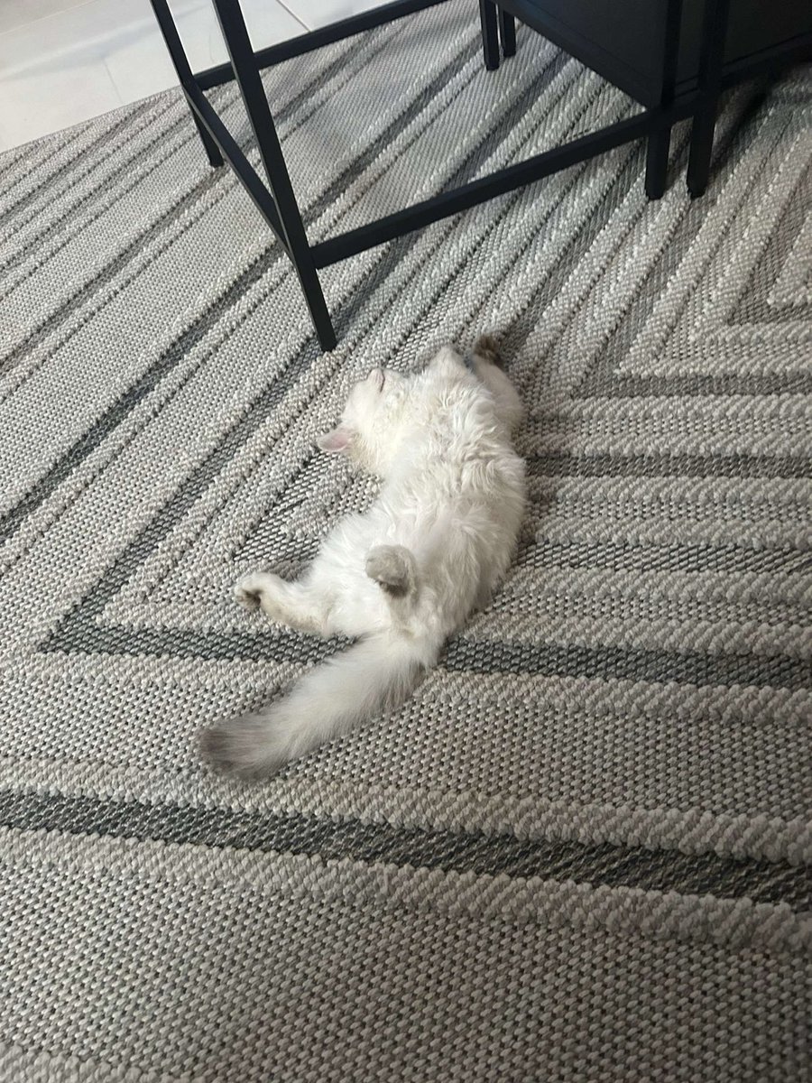 rerenndda's tweet photo. My kittyy https://t.co/mJGKD9tnXo