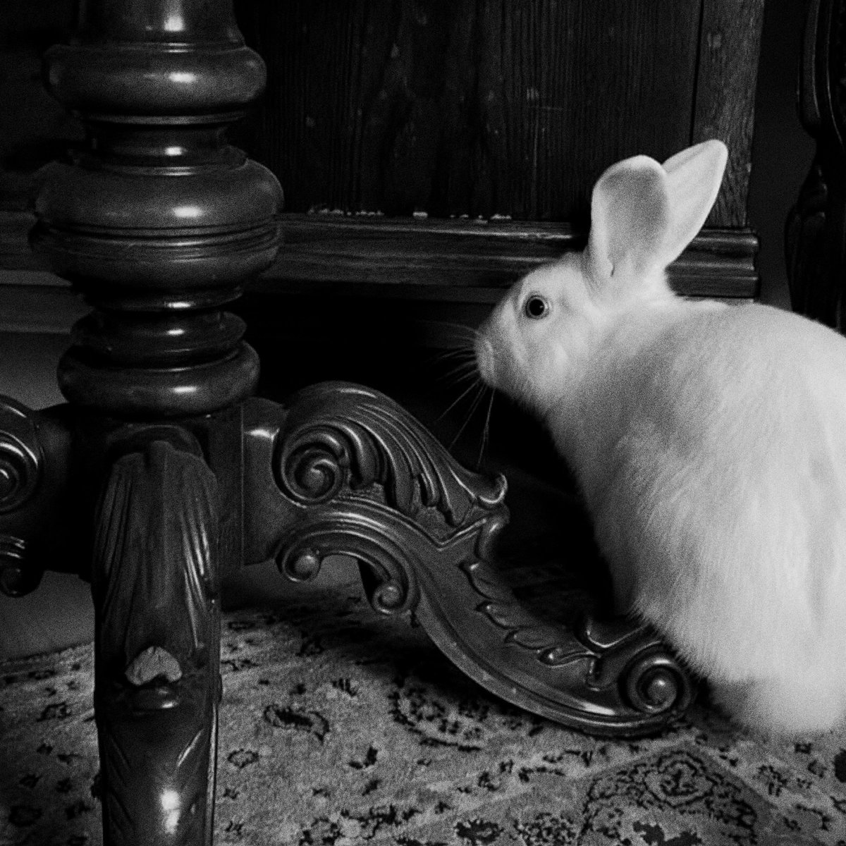 rosethedawson's tweet photo. ℬom dia, a todos! Como vocês estão? Eu espero que bem!! Recentemente eu estive com uma amiga querida chamada Margaret, ela achou que meu apartamento estava vazio demais e me presenteou com o bichinho mais adorável que eu poderia ter! 

𝒪s apresento, a senhorita ℬola de Neve! https://t.co/T5MoYVkgyf