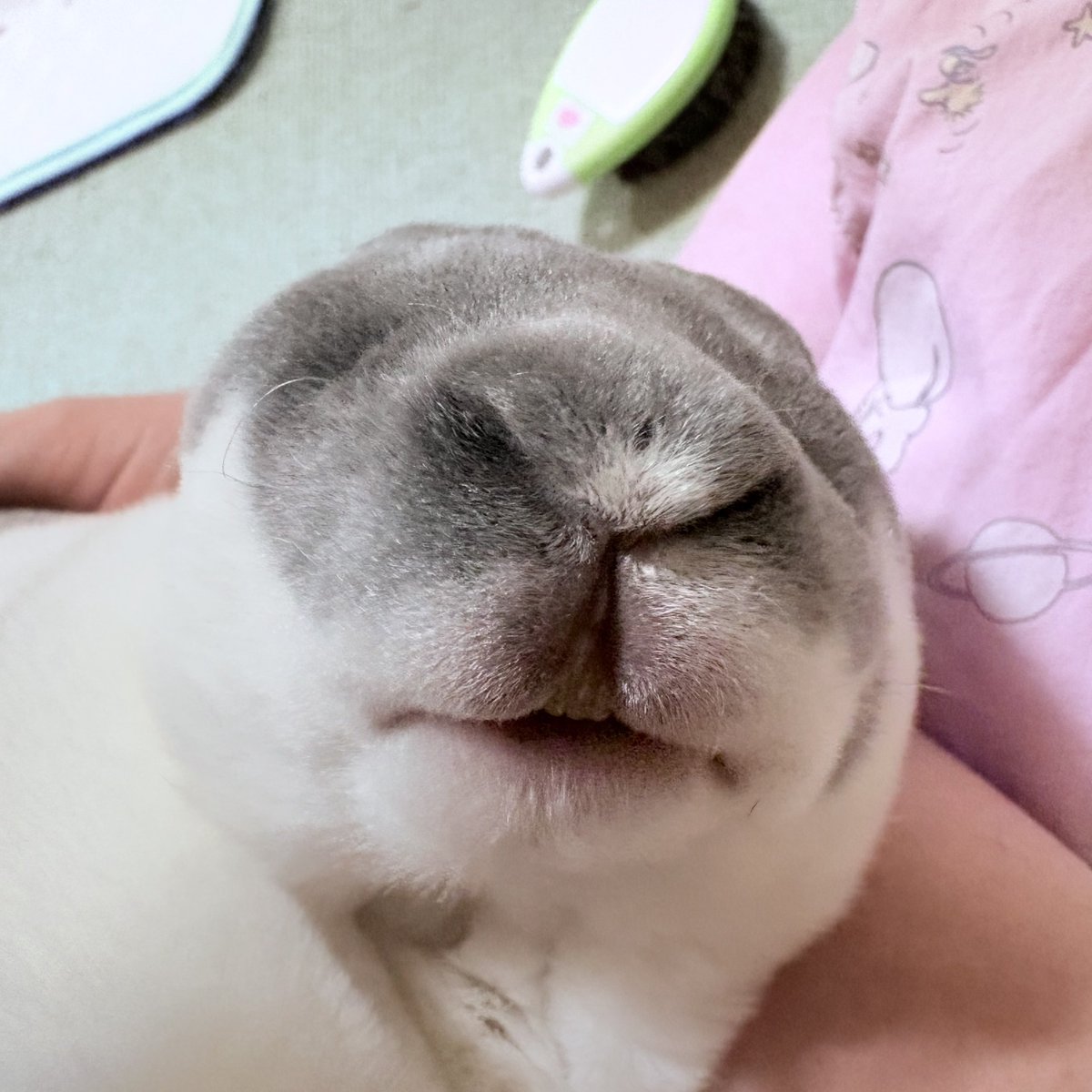 utmnk_pyp's tweet photo. 毎日人間の上で1時間爆睡してニッコリ🦭🐰 https://t.co/YZ1Gp527hq