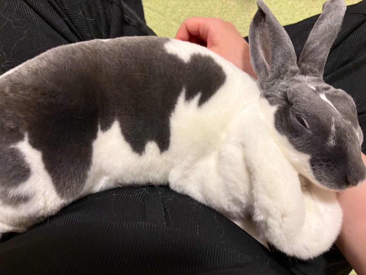utmnk_pyp's tweet photo. 毎日人間の上で1時間爆睡してニッコリ🦭🐰 https://t.co/YZ1Gp527hq