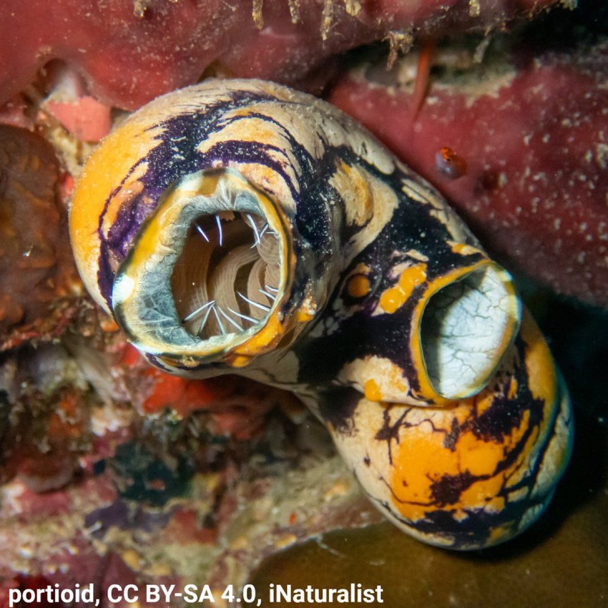 A photo of a gold-mouth sea squirt. It is yellow in color with purple splashes throughout its oblong body. Its siphon hole is visible.