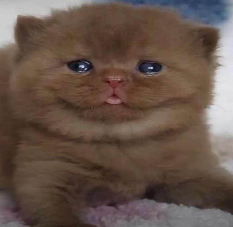 snowytheflower's tweet photo. hes so meow meow https://t.co/HTKwsOxftK