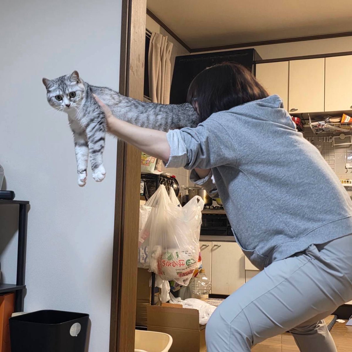 hibiemonn's tweet photo. 酔っ払って猫機関銃しとるワイと困惑する猫 https://t.co/hMIGFlMNvC