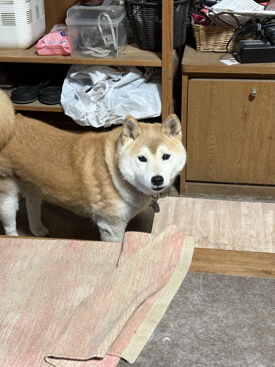 uuu_udon's tweet photo. 元気な犬 https://t.co/URzAYtrB0P