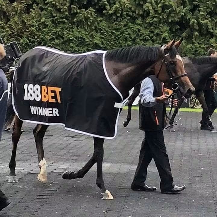 HORSERACING1002's tweet photo. ENABLE🇬🇧 
(NATHANIEL - CONCENTRIC POR SADLER'S WELLS)
#Enable https://t.co/IcVhCrnRX7