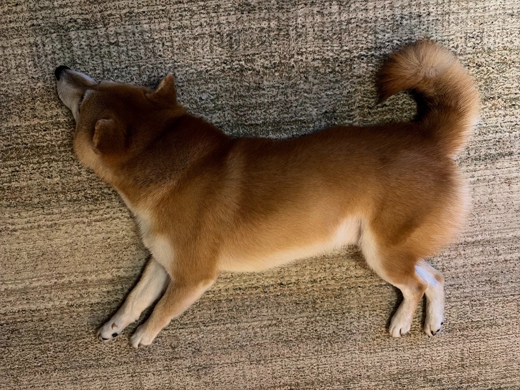 けーにぃさん🐾🦴 on X / X