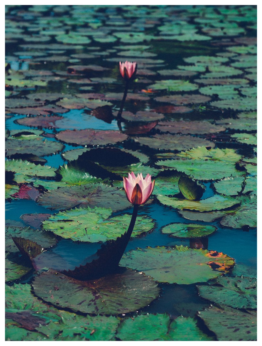 gokull_krrish's tweet photo. 🪷🪷
#ShotonOppo #FindX9Pro
#Waterlily https://t.co/gtUk9TOgEi