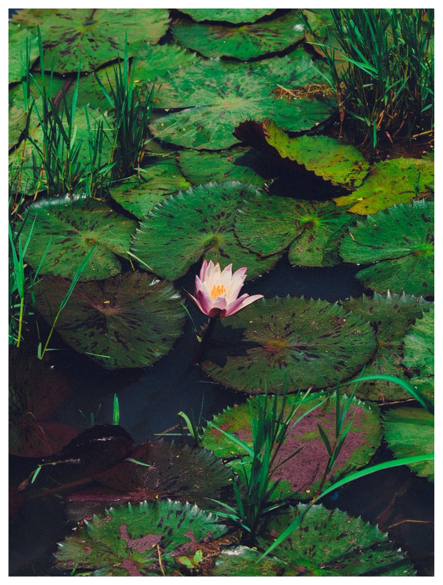 gokull_krrish's tweet photo. 🪷🪷
#ShotonOppo #FindX9Pro
#Waterlily https://t.co/gtUk9TOgEi