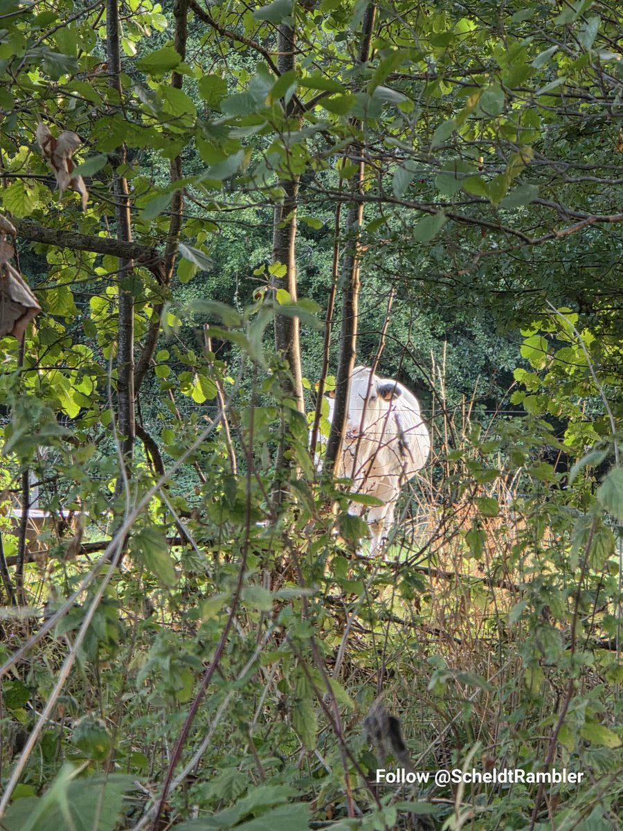 ScheldtRambler's tweet photo. Scheldt Rambler  shared 'Partially Visible' on Ko-fi.

#scheldeland #scheldevallei #vlaanderen #paarden #natuurwandeling

 https://t.co/CXYZcT1NFI https://t.co/wzeYrSlq5F
