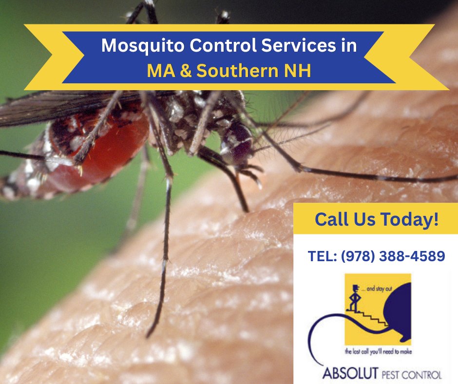 AbsolutPest4's tweet photo. Mosquitoes are still very much present in September! Absolut Pest Control serves MA &amp; Southern NH with effective treatments to keep your property mosquito-free!
https://t.co/AimG7lD2Ss 
#mosquitoes #mosquitoprevention #pestcontrol #amesburyma #NH https://t.co/EMRBXxrpDr