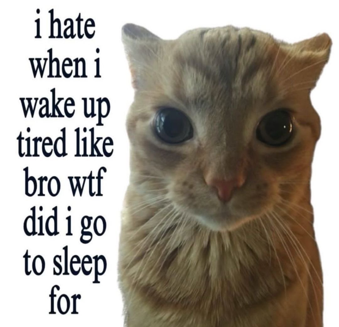 uuangel_'s tweet photo. good meowning https://t.co/2Eqm7AWlVH