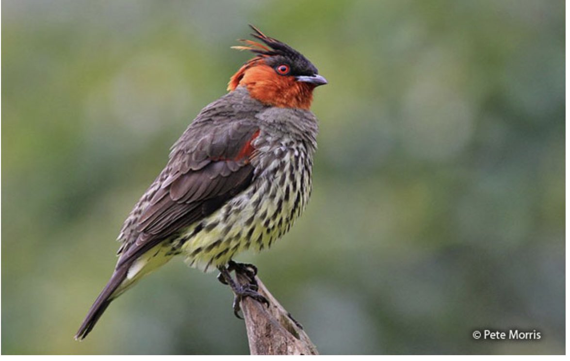 Julioqc's tweet photo. COTINGA DE CRESTA CASTAÑA. https://t.co/Gbsp2xWoqo