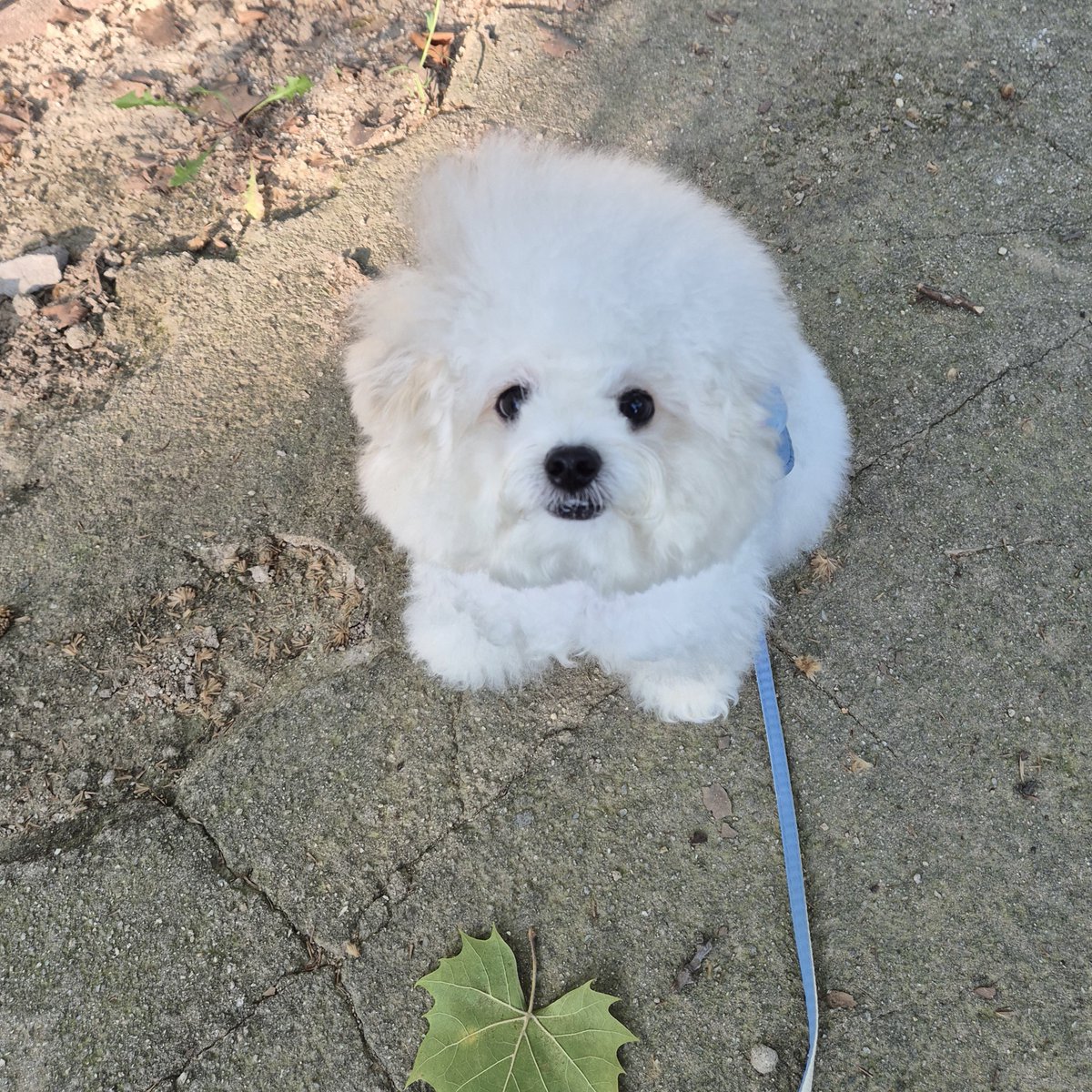 leeppotto's tweet photo. 솜사탕에 눈코입 붙어있음 https://t.co/v0HSSFTvyi