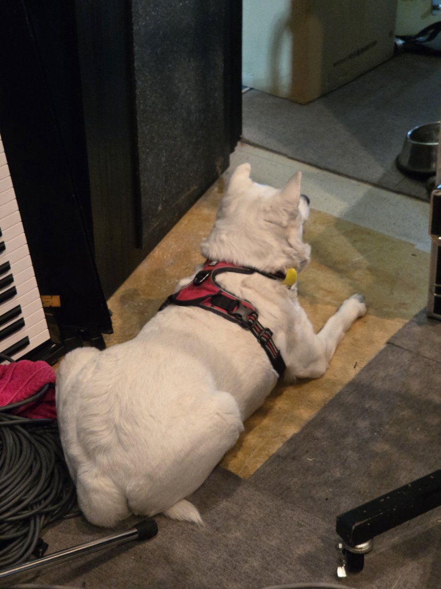 chunKey_till5's tweet photo. スタジオ沈むかもみたいな時でも、看板犬は肝っ玉座ってた https://t.co/uaQnXBvmMK