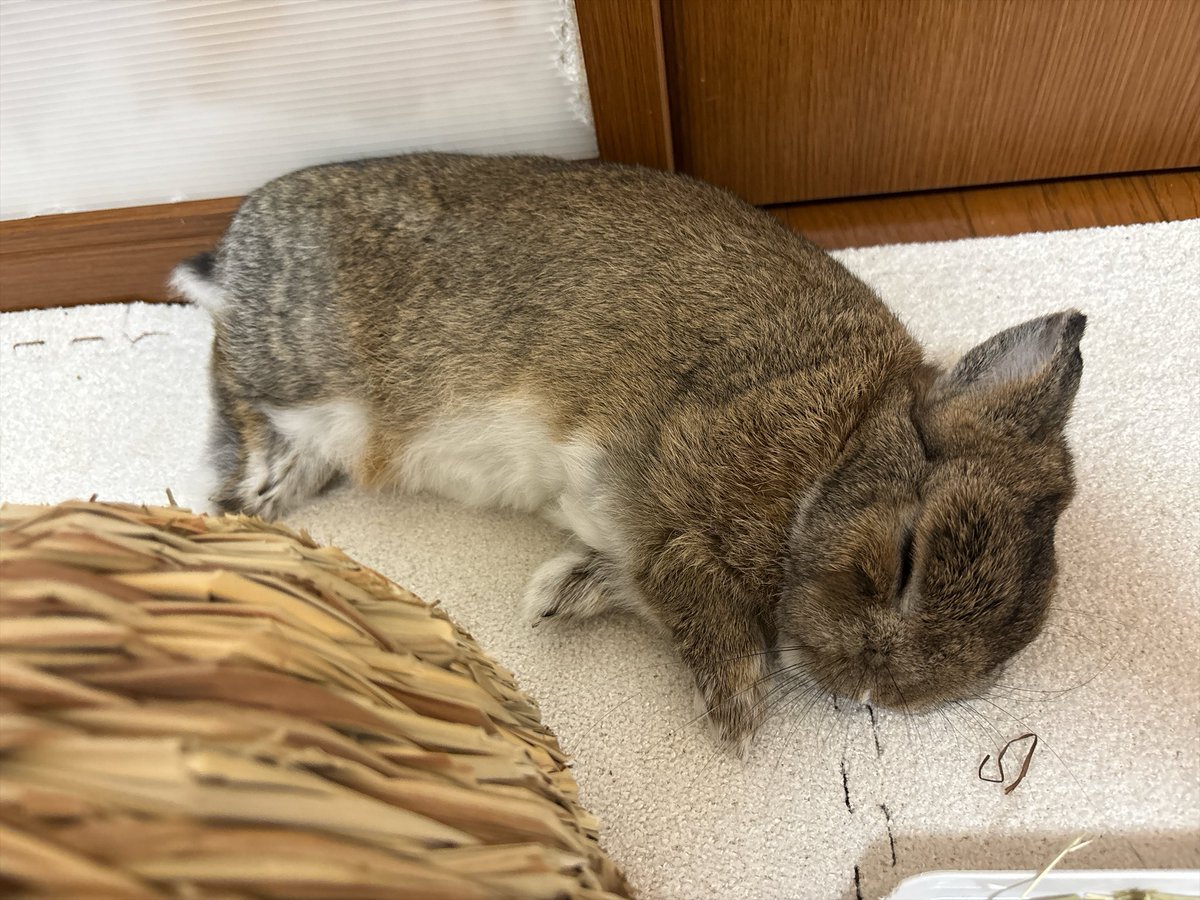 happykakao3's tweet photo. カカちゃんぐっすり💤 https://t.co/F2G4vneJSM