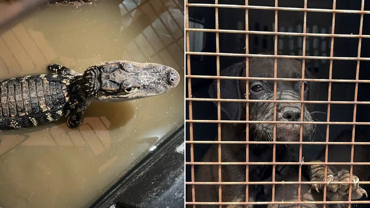 TheRealMadOx's tweet photo. An alligator, an albino turtle, and 17 dogs were all locked in the same garage through triple digit heat.

Cypress, Texas. Harris County Precinct 1 deputies and the Houston SPCA pulled 19 animals out Wednesday. Seventeen dogs, several of them French bulldogs, a breed that struggles hardest in heat because of how they're built to breathe, were crammed into rusted cages caked in feces and urine. A mother dog was in there nursing a litter of puppies. Two reptiles shared the space: an American alligator and an albino red-eared slider, both kept in conditions investigators called unhealthy.

No AC. No relief. Just a garage turned into a holding pen for whatever the owner didn't want to deal with.

The investigation is open and evidence is still being documented. Nineteen animals is not a collection, it's a crime scene that happened to have a pulse.

H/t KPRC Click2Houston
