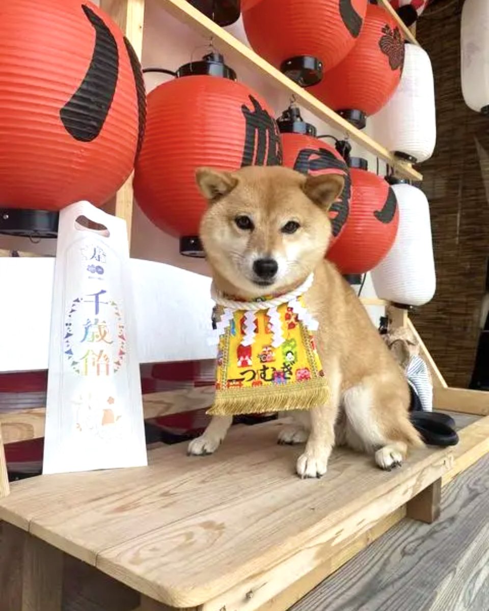 chick_2_picnic's tweet photo. ブログを更新しました。
ワンちゃん化粧まわし《御守りてんこ盛り・黄》をご購入されたお客様から頂いた画像とご感想を掲載しました。

#豆柴 のつむぎちゃんです。
5歳の七五三のお衣装に。ワンちゃんの七五三ができる神社で⛩️千歳飴と一緒にパチリ📸
#相撲 https://t.co/FqH7QTRxPq