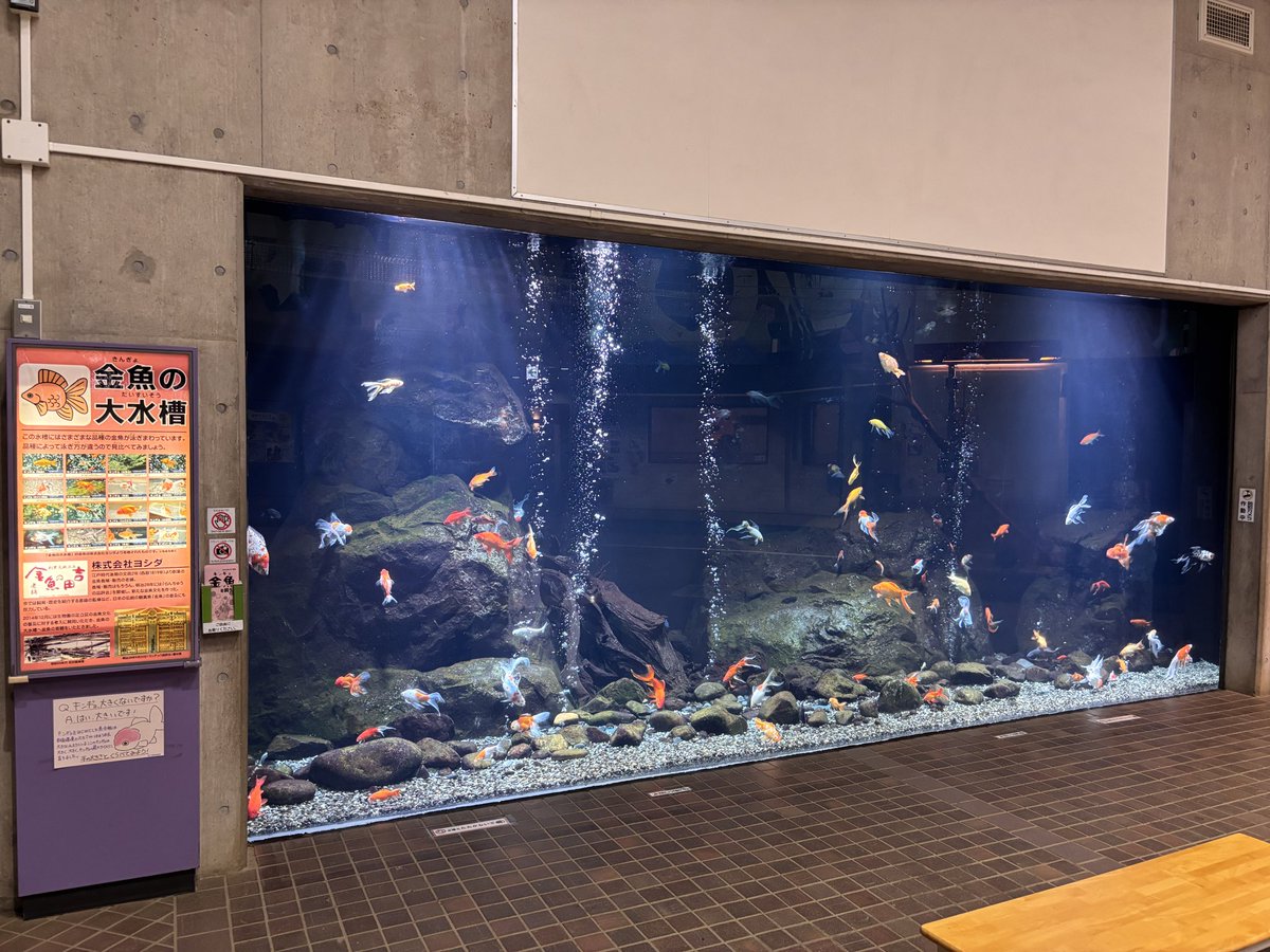 mokeosu4's tweet photo. 足���区生物園
入園するとデカい金魚にお出迎えされ、その後グンディグンディグンディ
蝶がめっちゃいるエリアがあって面白かったです
規模は小さいけど、展示方法や解説のちょうど良さなど満足度が高い！
300円で色々見れてアダチクミンがうらやましいです
またいきたいなー　グンディ https://t.co/Xu0whY3NJi