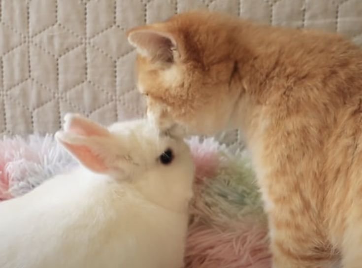 felixsrightarmm's tweet photo. bunny kitty kisses https://t.co/eGZKihlJV2