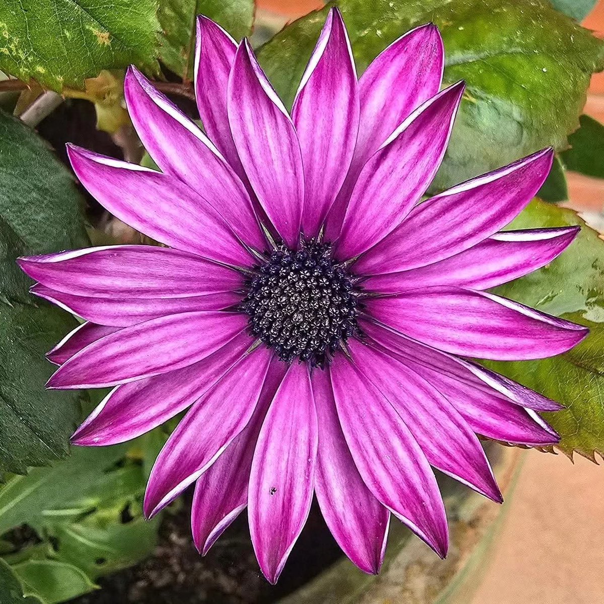 mbparadelo's tweet photo. Sí a los cánones de Belleza que Madre Natura nos muestra: perfectamente imperfecta. No a la Estética. Dale Color Y Brilla ✨️❤️🙏🏻

📷  +  ✍️🏻  By Begok 

#madrenatura #flores #belleza #color #vida https://t.co/uCgxLahvIS