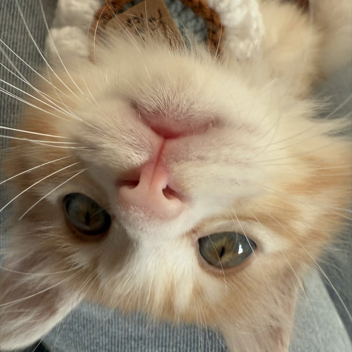 kittyanddog88's tweet photo. https://t.co/Wnt4lcslSk
