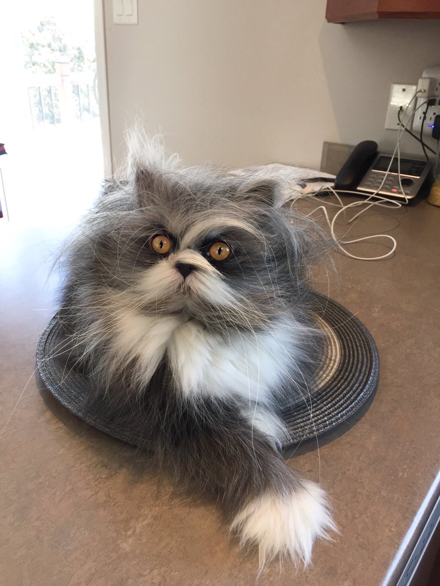 Atchoumthecat's tweet photo. This morning, I’m sorry to inform you that you will NOT be receiving the Employee of the Month award. My breakfast arrived 11 minutes late. 😒

#ImplacableBoss #AtchoumTheCat #EmployeeOfTheMonth #CatBoss https://t.co/iAJ3TCKnEM