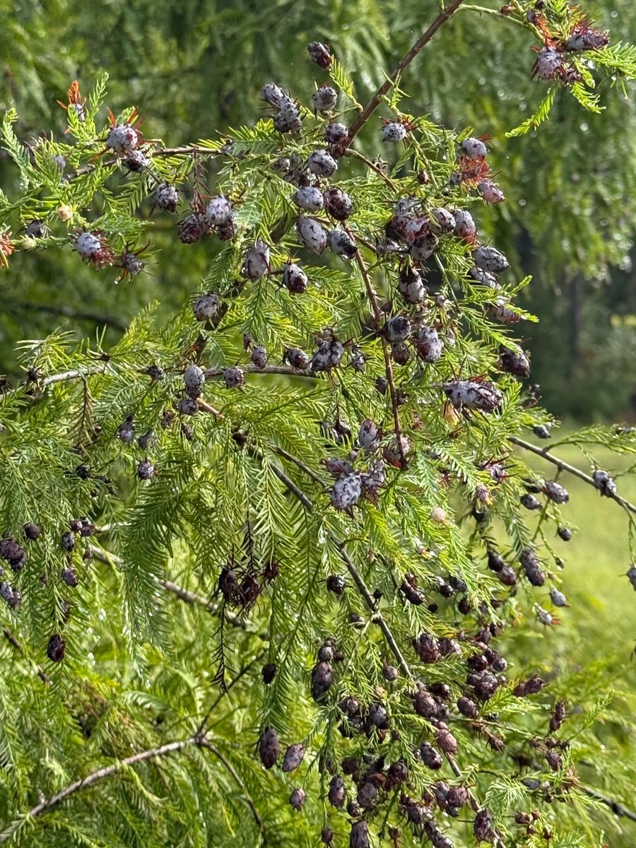 jackcschultz's tweet photo. This bald cypress tree had more galls per branch than any tree I've ever seen. Galled by Cypress twig gall midge, Taxodiomyia cupressiananassa https://t.co/if77p5s9aH