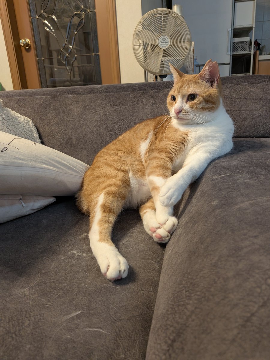 kimucoro1's tweet photo. ๆๅใซใฏใใใ๐ฑ
โ#SakuraCat #EartippedCat #CatsOfJapan https://t.co/a7Hwwa0Kdk