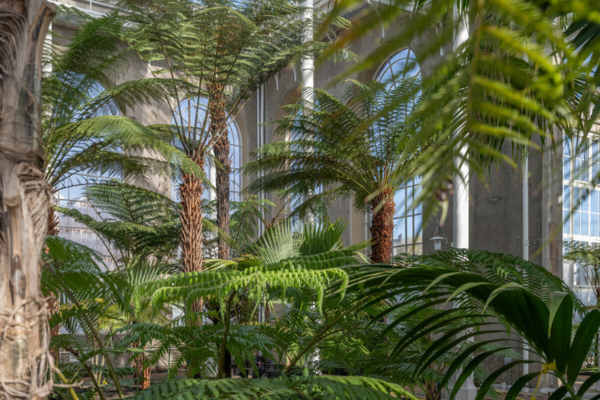 TheScotsman's tweet photo. The historic Palm Houses at Royal Botanic Garden Edinburgh will reopen this autumn – here’s what to expect and how to book
#AD @TheBotanics #EdinburghBotanics #PalmHouses #RoyalBotanicGardenEdinburgh #RBGE #EdinburghEvents #EdinburghAttractions
https://t.co/Zo8TrHwImP https://t.co/pxhORVXrt9
