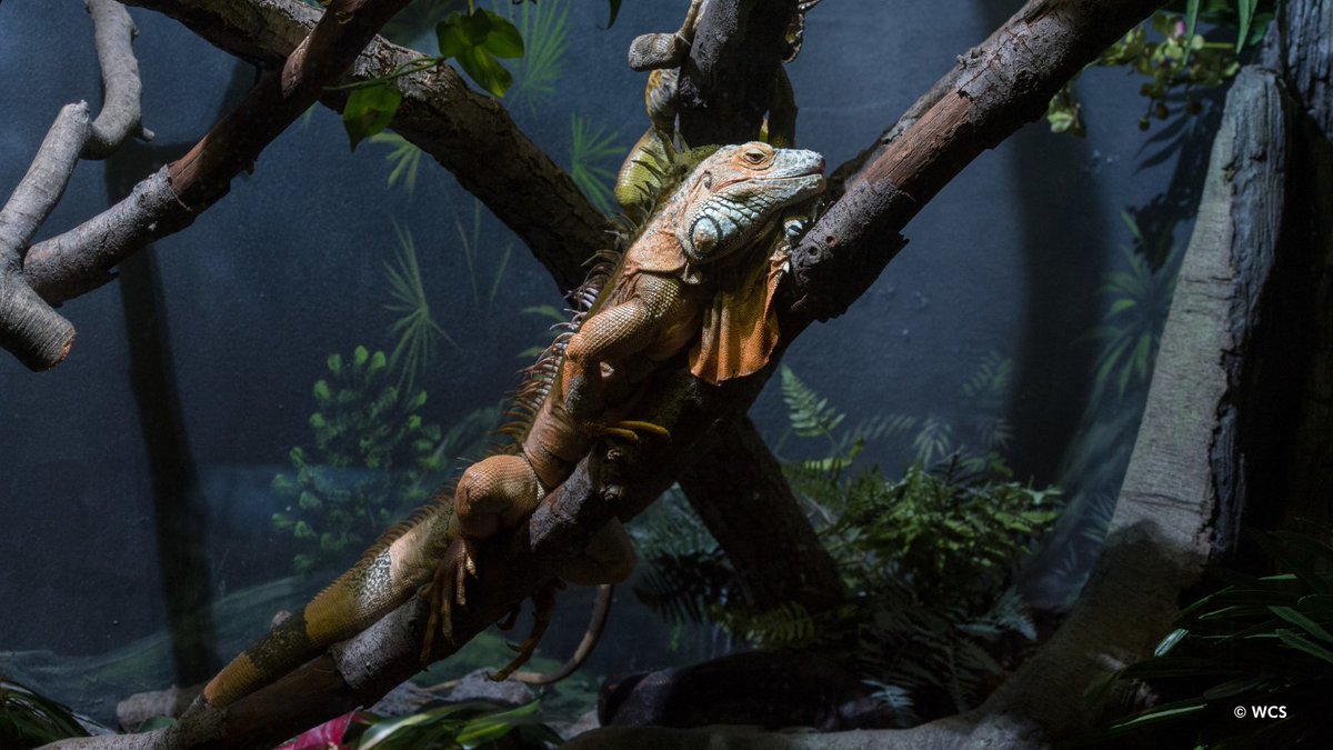 prospectparkzoo's tweet photo. It’s National Iguana Awareness Day! 🦎The Prospect Park Zoo is home to common iguanas, also known as green iguanas — among the largest lizards in the Americas, averaging around 6.5 feet long and weighing about 11 pounds. (1/2) https://t.co/ARYeDd8Hhz