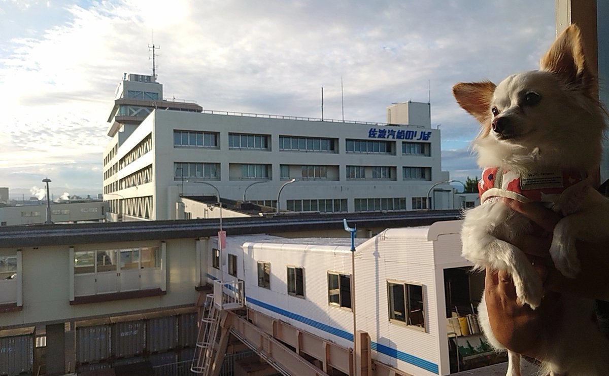 nonoAP_0403's tweet photo. 本日(2026/9/8)のノノさん🐕✨

佐渡へ上陸完了☺️
初めてのフェリー(2時間半)でしたが、鳴かないしかなりお利口さんでした✨
トキの森公園では屋外のみ一緒に散歩ができました https://t.co/jhZdR3qzEW