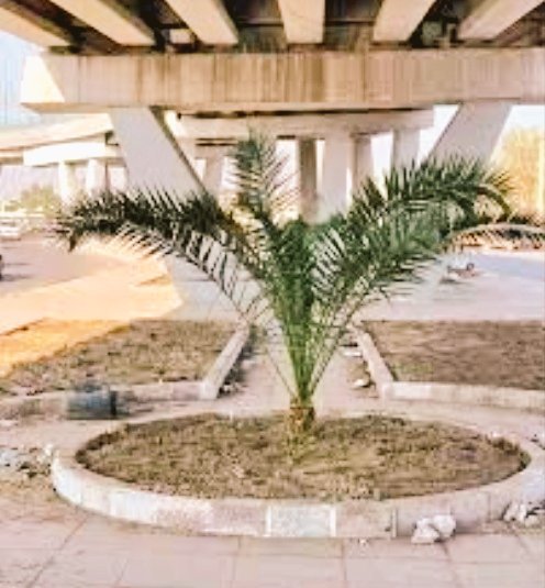 msr3y1's tweet photo. تخيل إن
اللي زرع النخلة دي تحت الكوبري
هو نفسه اللي بيحط خطط التطوير
و التنمية للبلــد https://t.co/VPJOILaHf4