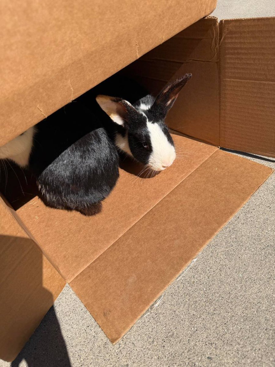 Roberta16812's tweet photo. My coworker’s away for a week, so I’m bunny-sitting 🐰😂 Guess that means spicy rabbit head is off the menu! https://t.co/8uMFJmsjdw