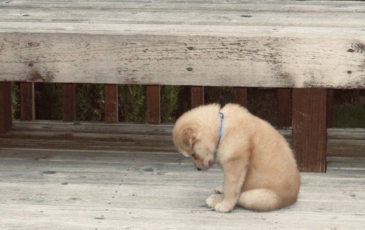 preskoolbun's tweet photo. tiny who looks like this when they get in trouble with their carer :c https://t.co/xwznjlIVvl