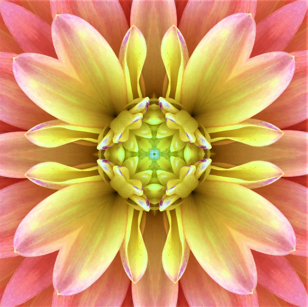 GoetterfunkenDE's tweet photo. Aus der Werkserie „Götterfunken (Naturmandalas)“

#Götterfunken #Naturmandalas #Kunst #Fotografie #DigitalArt #NaturPur #Gaia #Liebe #IchBin #Frieden #BlickNachInnen https://t.co/oOfxwQanCA
