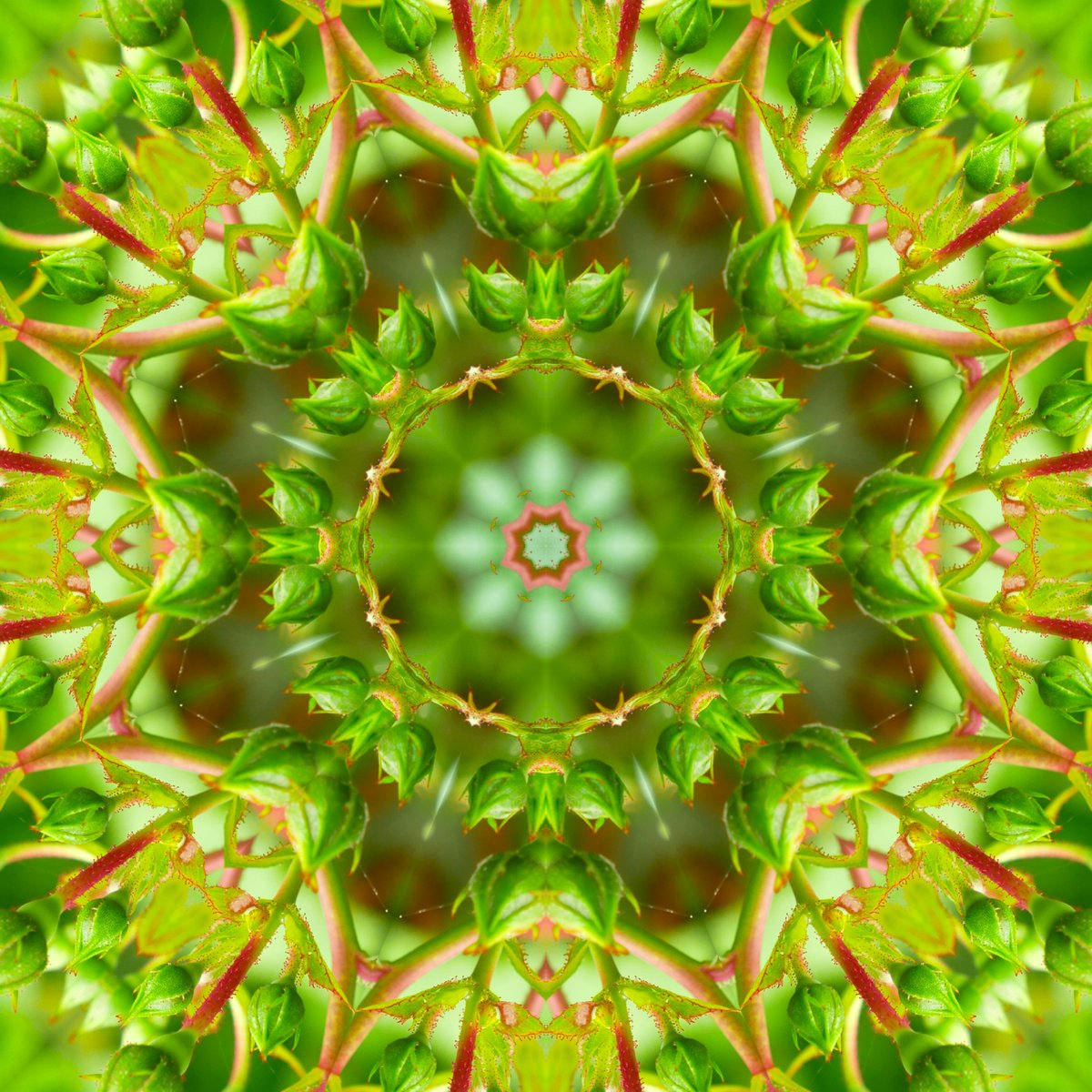 GoetterfunkenDE's tweet photo. Aus der Werkserie „Götterfunken (Naturmandalas)“

#Götterfunken #Naturmandalas #Kunst #Fotografie #DigitalArt #NaturPur #Gaia #Liebe #IchBin #Frieden #BlickNachInnen https://t.co/tob7IVd2lC