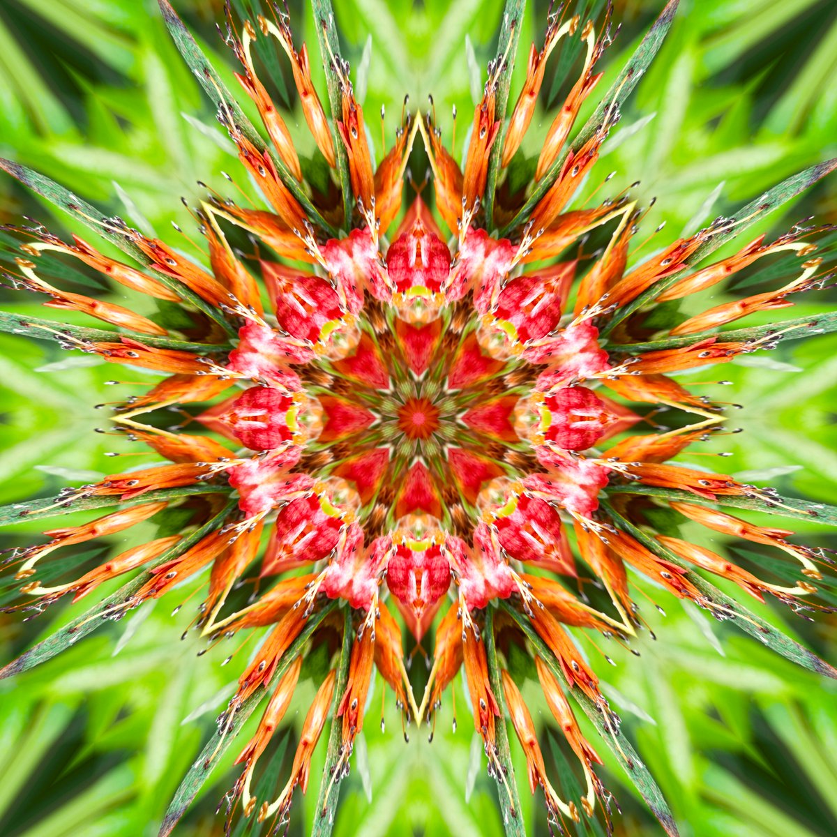 GoetterfunkenDE's tweet photo. Aus der Werkserie „Götterfunken (Naturmandalas)“

#Götterfunken #Naturmandalas #Kunst #Fotografie #DigitalArt #NaturPur #Gaia #Liebe #IchBin #Frieden #BlickNachInnen https://t.co/9dAqgPjlTo