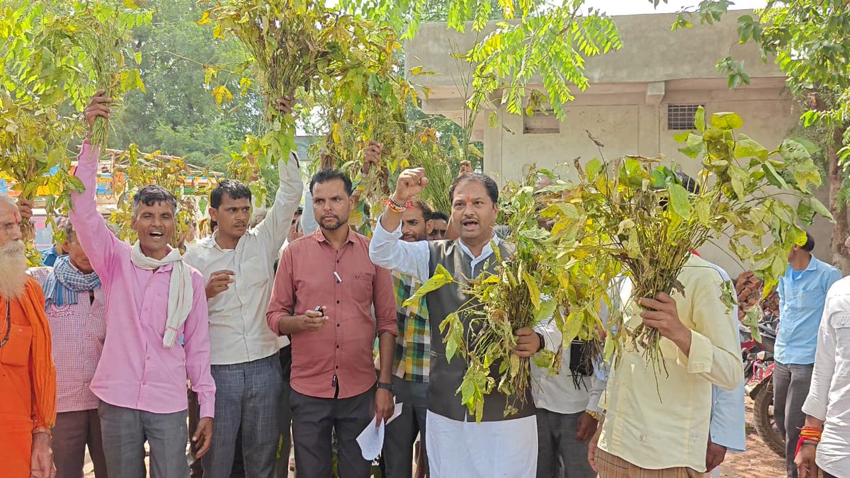 INCMP's tweet photo. भोपाल की बैरसिया विधानसभा क्षेत्र के सूरजपुरा, आमल्या, उमरिया, बाबूखेड़ी सहित आसपास के गांवों में सोयाबीन की खड़ी फसल पर पीला मोजेक बीमारी के प्रकोप से किसान गंभीर संकट में हैं। किसानों की महीनों की मेहनत खेतों में बर्बाद हो रही है, लेकिन प्रशासन और कृषि विभाग की ओर से अपेक्षित गंभीरता दिखाई नहीं दे रही है।

इसी गंभीर समस्या को लेकर आज पूर्व कांग्रेस प्रवक्ता श्री प्रवीण धौलपुरे ने किसानों के साथ एसडीएम कार्यालय बैरसिया पहुंचकर ज्ञापन सौंपा।