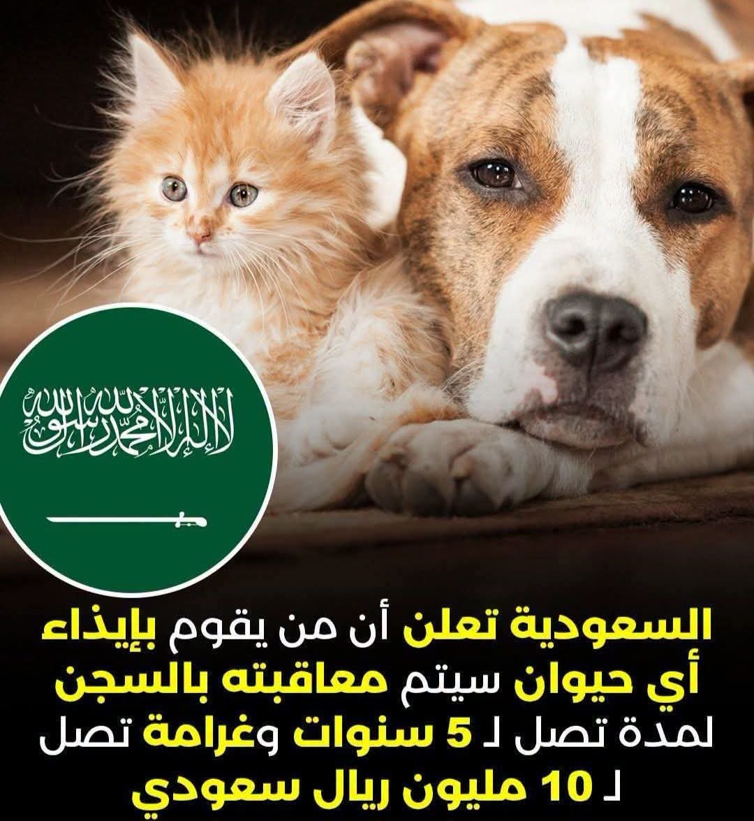 mobeid's tweet photo. مثل هذا القانون في السعودية يجب أن يعمم في كل الدول العربية.
ومحطات إحسان والرحمة في دبي لسقيا الطيور وإطعام القطط وغيرها أيضا تجب أن تعمم في كل الدول العربية.
فقبل أن ينظّر علينا الغرب بالدفاع عن الحيوان فقد سبقناهم بتعاليم الدين وبقيمنا الأصيلة المتمثلة بالرحمة والرفق بكل روح. https://t.co/eIQjZ6yKdU