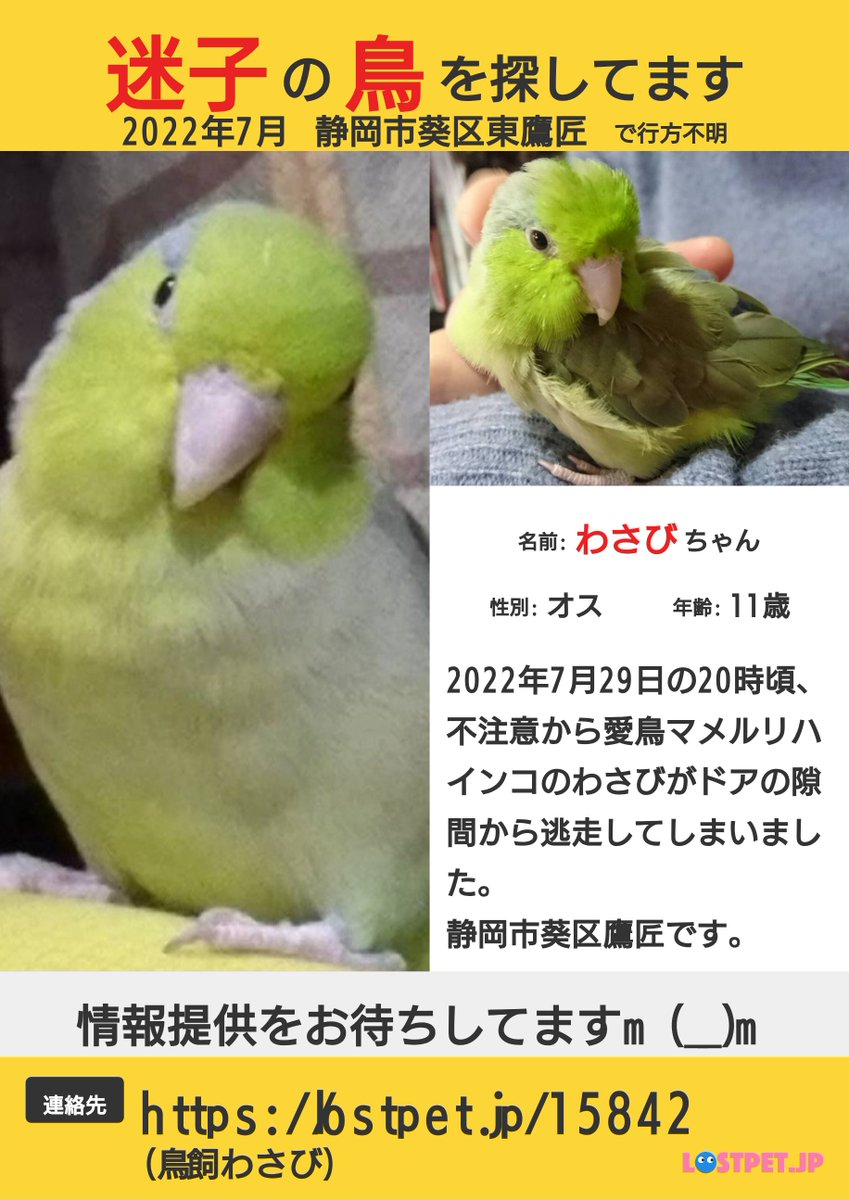itsumokokorahen's tweet photo. おはようございます😟
小雨の朝です。わさびが無事に帰宅出来ますように🙏⛩
あなたの近所や知り合いに緑色の小鳥が迷い込んで保護されていませんか？また一緒に暮らしたいです🙏
m(_ _)m
#拡散希望
#豆瑠璃羽
#マメルリハインコ
#わさび
#迷子インコ
#迷いインコ
#迷子鳥
#葵区東鷹匠 https://t.co/XjFl7cixEW