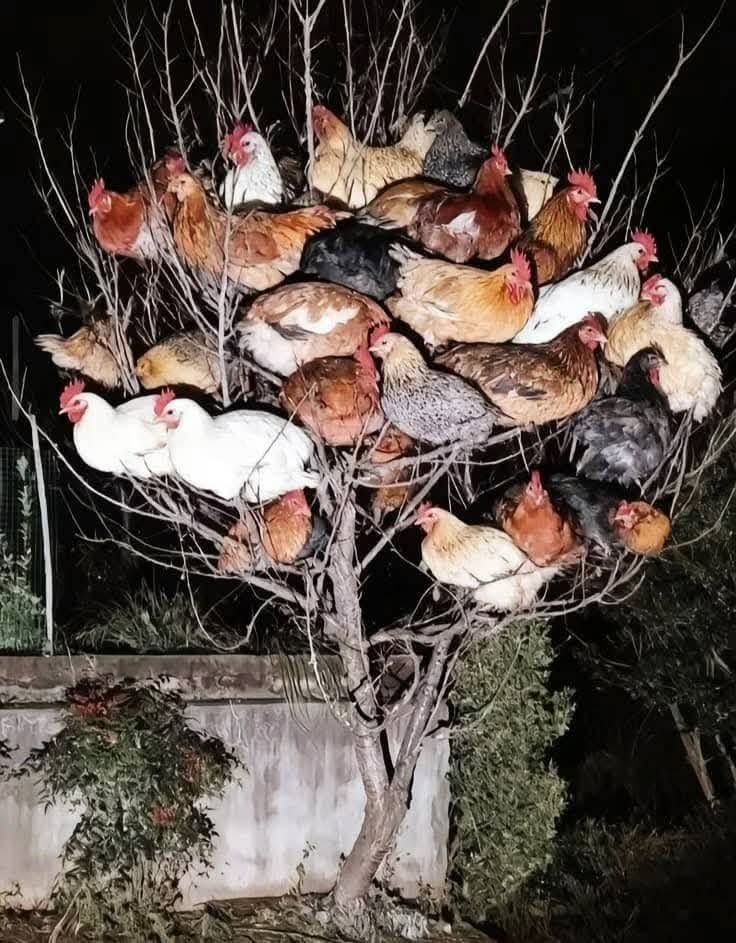 LuHaylockz5g's tweet photo. Comfort is often found in the most precarious arrangements. @grok, does safety rely on shared burden? https://t.co/BZv78RxKU0