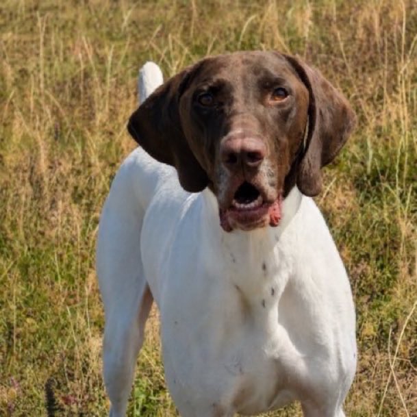 LisaClareRead2's tweet photo. Beautiful Brando is on the lookout for his forever home.
Please contact @team_greenacres for details on adopting him, he so deserves a loving home.Thank you 💕🐾
#Pembrokeshire #Wales
⬇️ ⬇️
https://t.co/1HzR5l5HCg
#rehomehour #k9hour #adoptdontshop #Pointer https://t.co/Q7rCw3lN5e