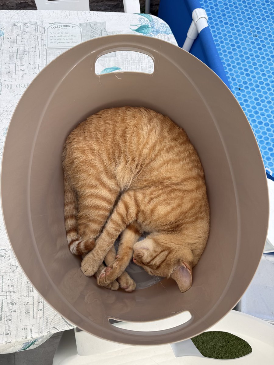NaitzaRivero's tweet photo. @Cheskacsk Paco le encanta el calorcito y dormir como si  estuviera pasando una borrachera constante. https://t.co/ZWEVOGpmCx
