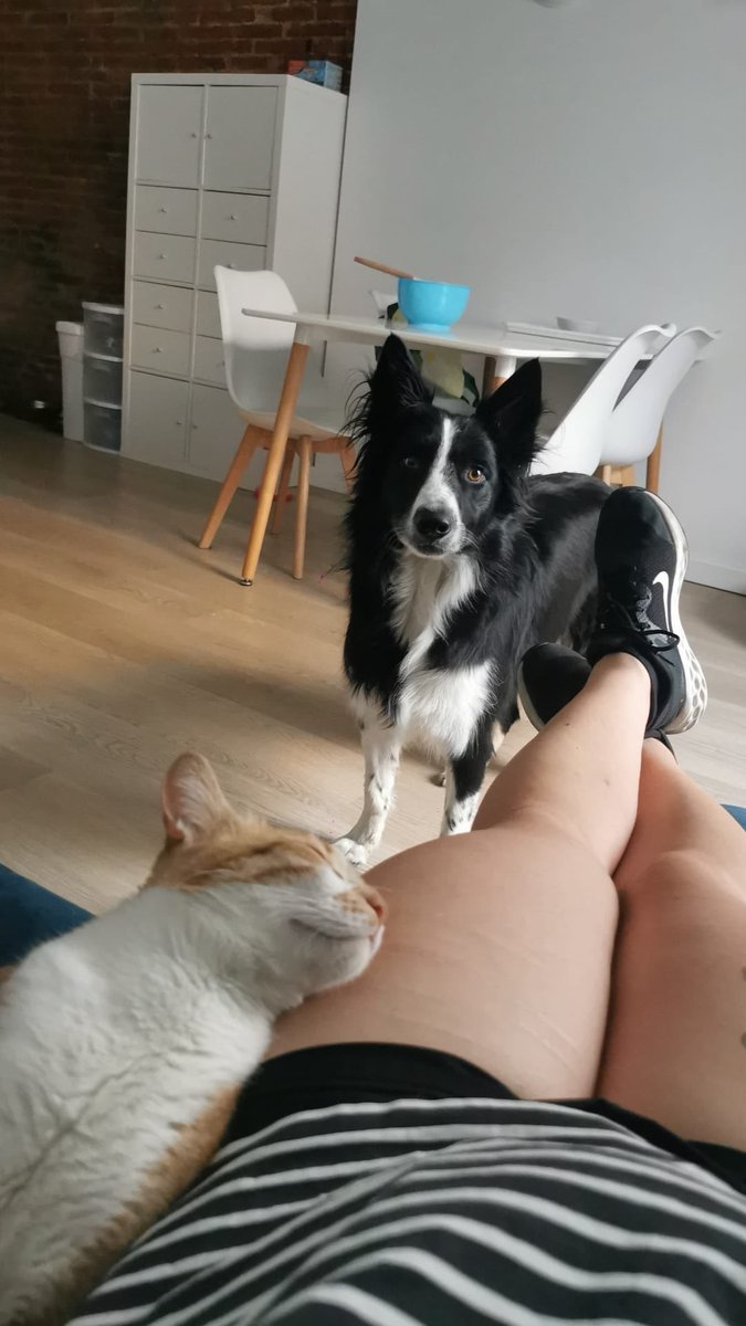 NaitzaRivero's tweet photo. @Cheskacsk Y Manolo es todo lo contrario. Siempre 👀  en la comodidady tenemos un Border Collie que piensa que es su ovejita t.t donde va Manolo ahí va Rocky https://t.co/sYpED8I1RP