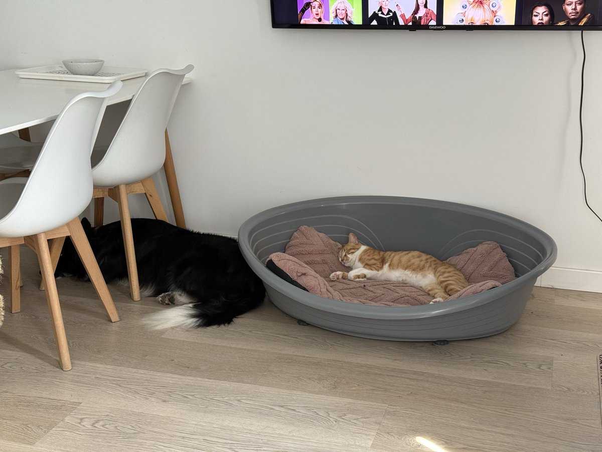 NaitzaRivero's tweet photo. @Cheskacsk Y Manolo es todo lo contrario. Siempre 👀  en la comodidady tenemos un Border Collie que piensa que es su ovejita t.t donde va Manolo ahí va Rocky https://t.co/sYpED8I1RP