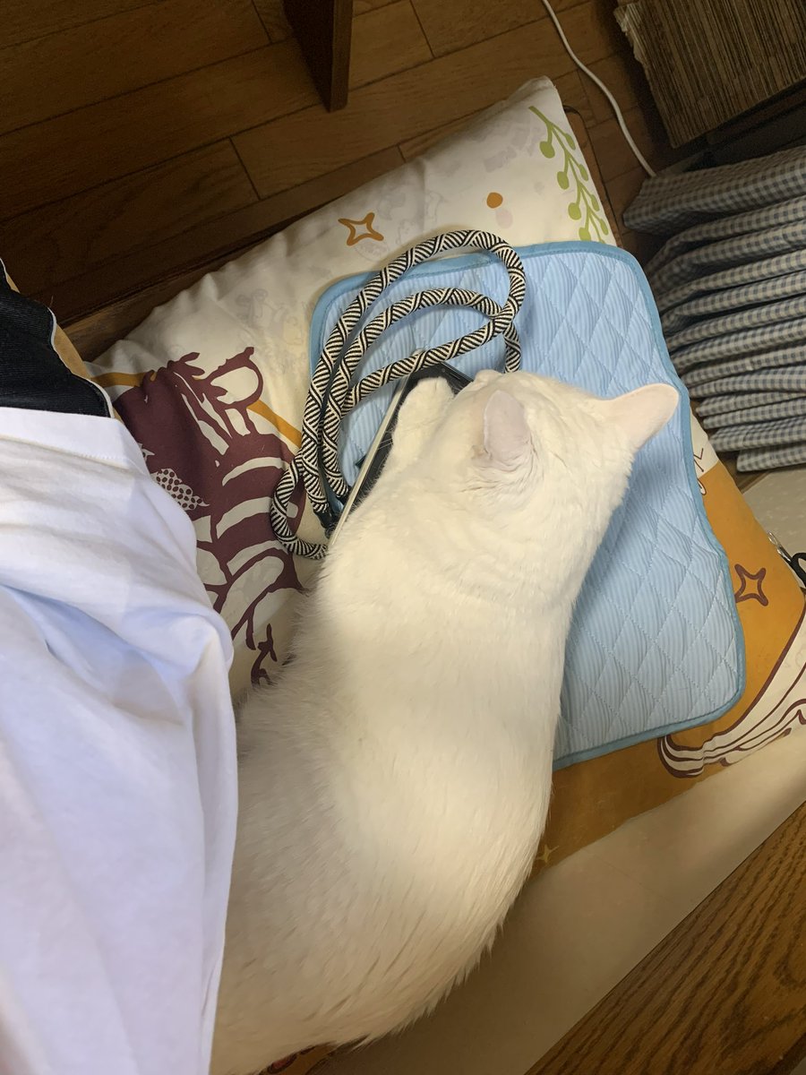 shimazenyu's tweet photo. うんうん、そうだね
猫がいるのにスマホを見る人間が悪いね https://t.co/3p3W5vwl3p