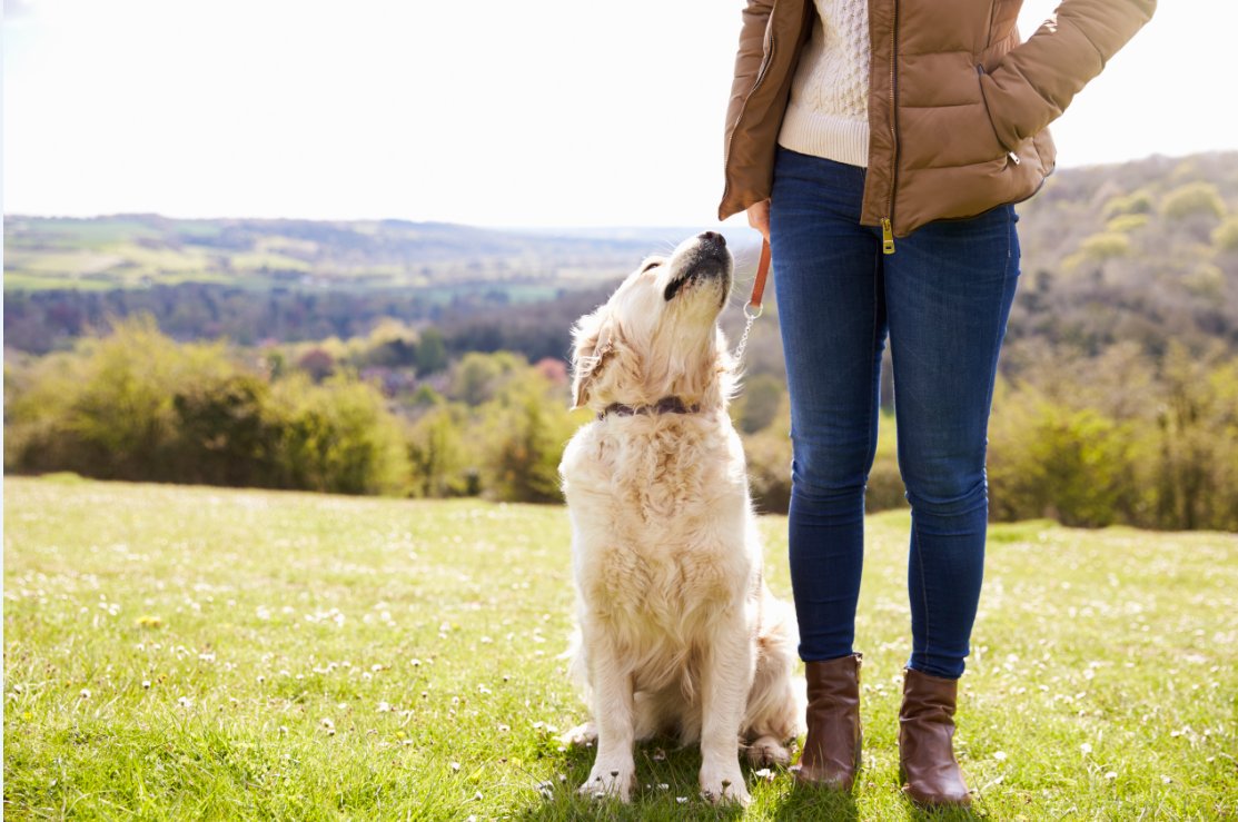 uspetfood's tweet photo. Fall is almost here — and with it comes #AllergySeason. 🤧 Protect pets by wiping him or her off with a damp cloth to remove pollen and prevent allergy symptoms after spending time outdoors.

https://t.co/4KnCJR4Rad https://t.co/Kk4gg5ugSH