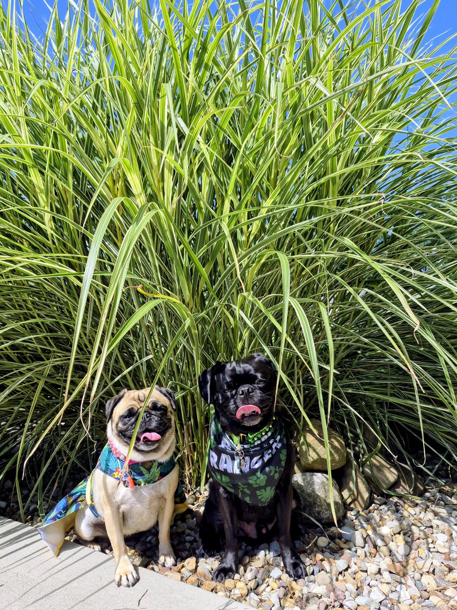 mommasboymushu's tweet photo. #SunsOutTonguesOut but we have a little shade in our jungle. The mornings & evenings are much cooler already. #Fall is just around the corner🍂🏈🎃🎉. Have a great week friends. #PicturePerfectPugs #Winny #Zinny #TOT #TOTX2 #TongueOutTuesday #dogsoftwitter #dogsofx https://t.co/LVTBedYpPI