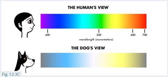 DogDirectly's tweet photo. all of undertale/deltarune's major still-together queer couples are blue and yellow because dogs can only see those colors in the rainbow https://t.co/nODw6GXJ8O